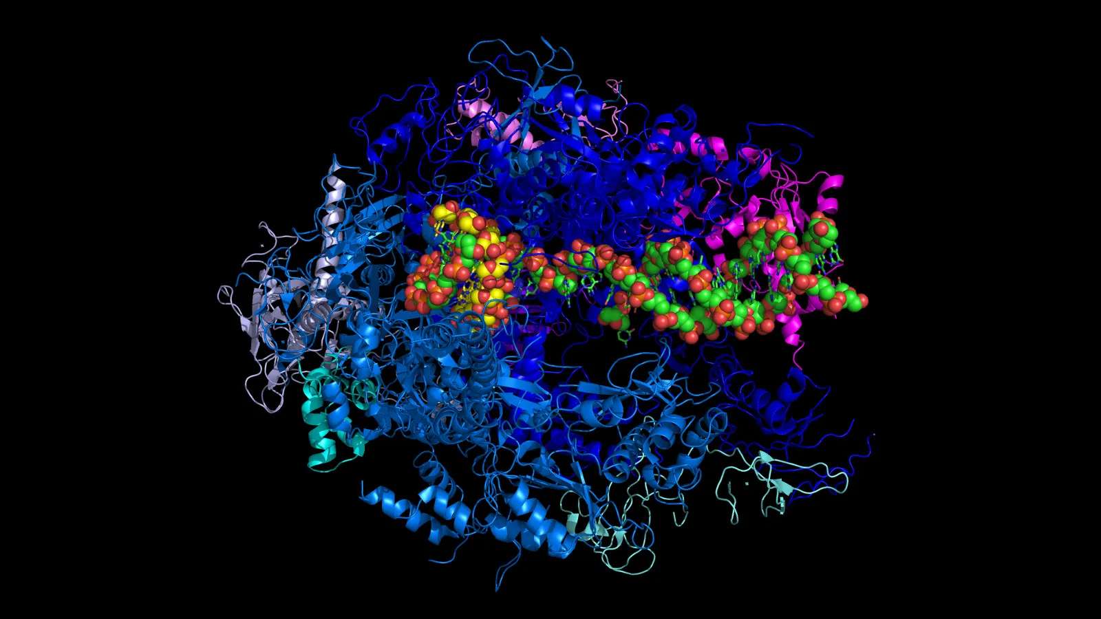 RNA polymerase